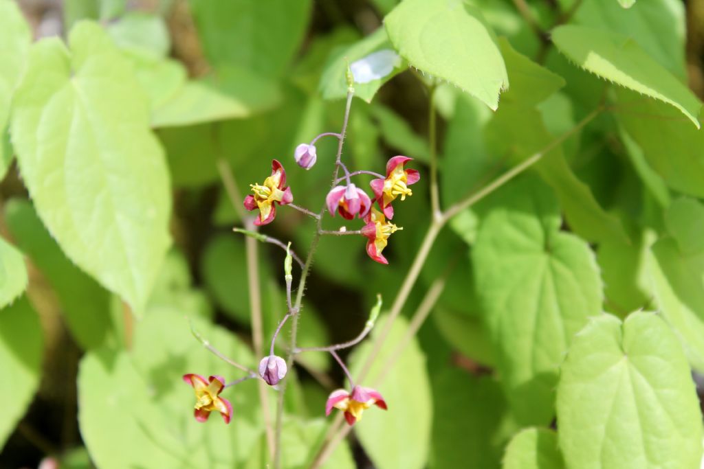 Epimedium alpinum